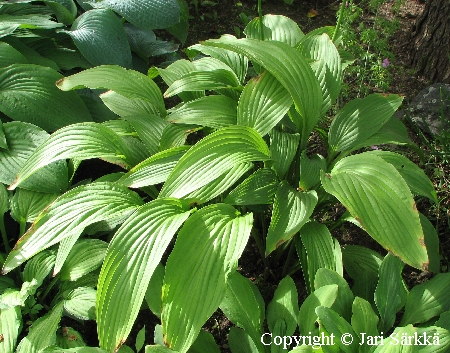 Hosta rectifolia, pystykuunlilja